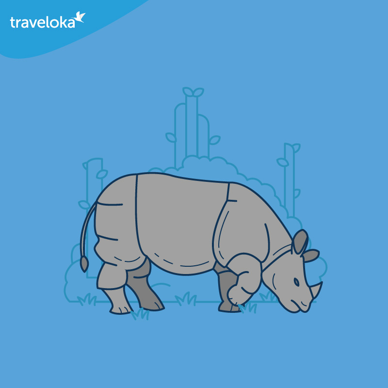 Javan Rhino