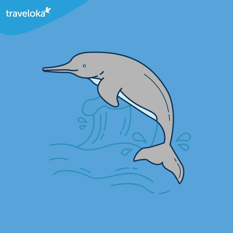 Yangtze River Dolphin
