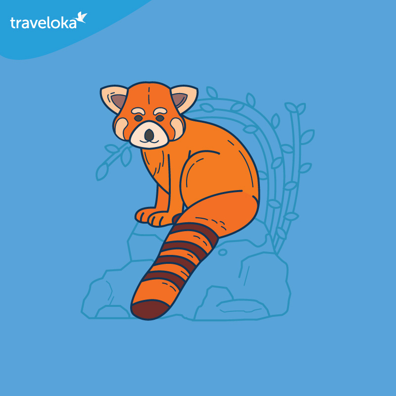 Red Panda