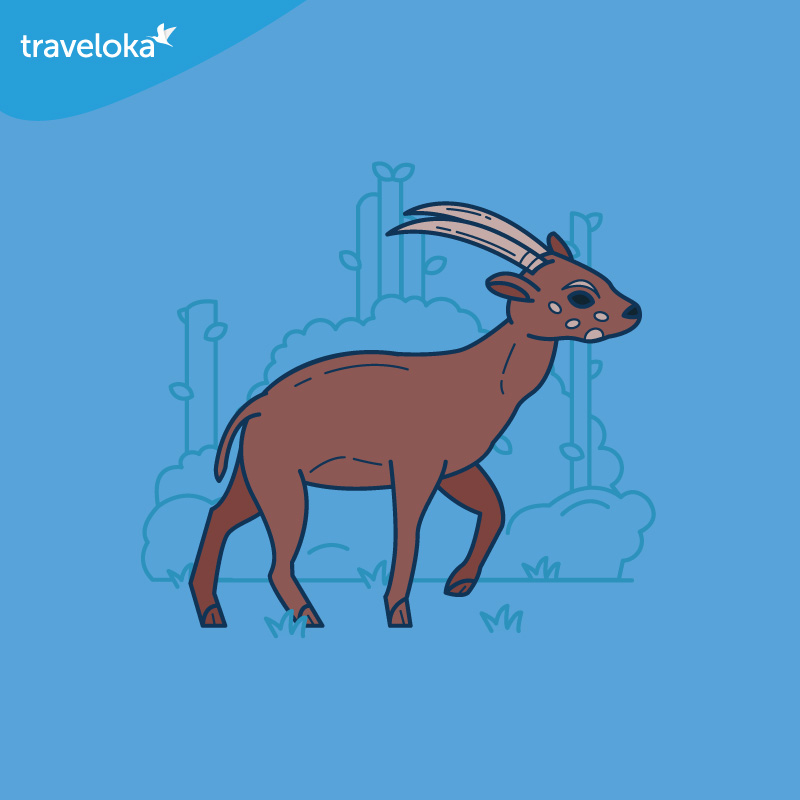 The Saola