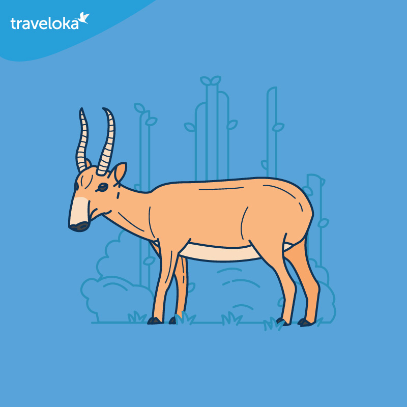 Saiga Antelope