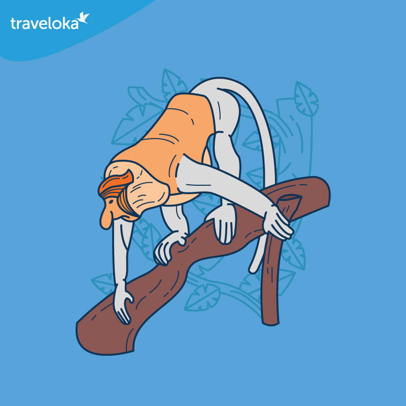 Proboscis Monkey