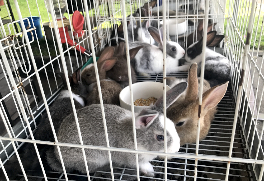 Bunnies