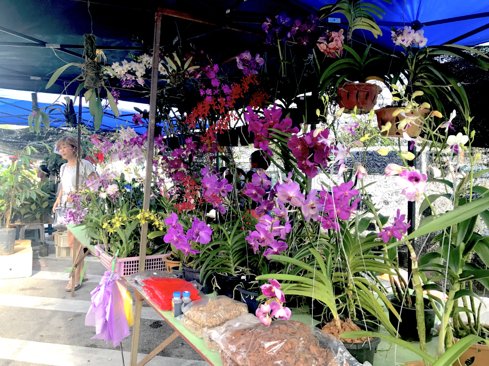 Orchids
