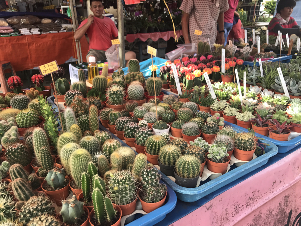 Cacti