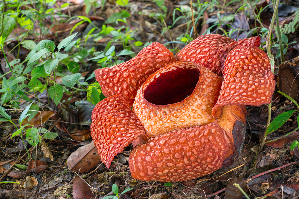 Rafflesia Garden